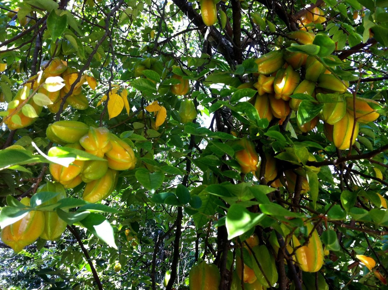 Вечнозеленые растения ель