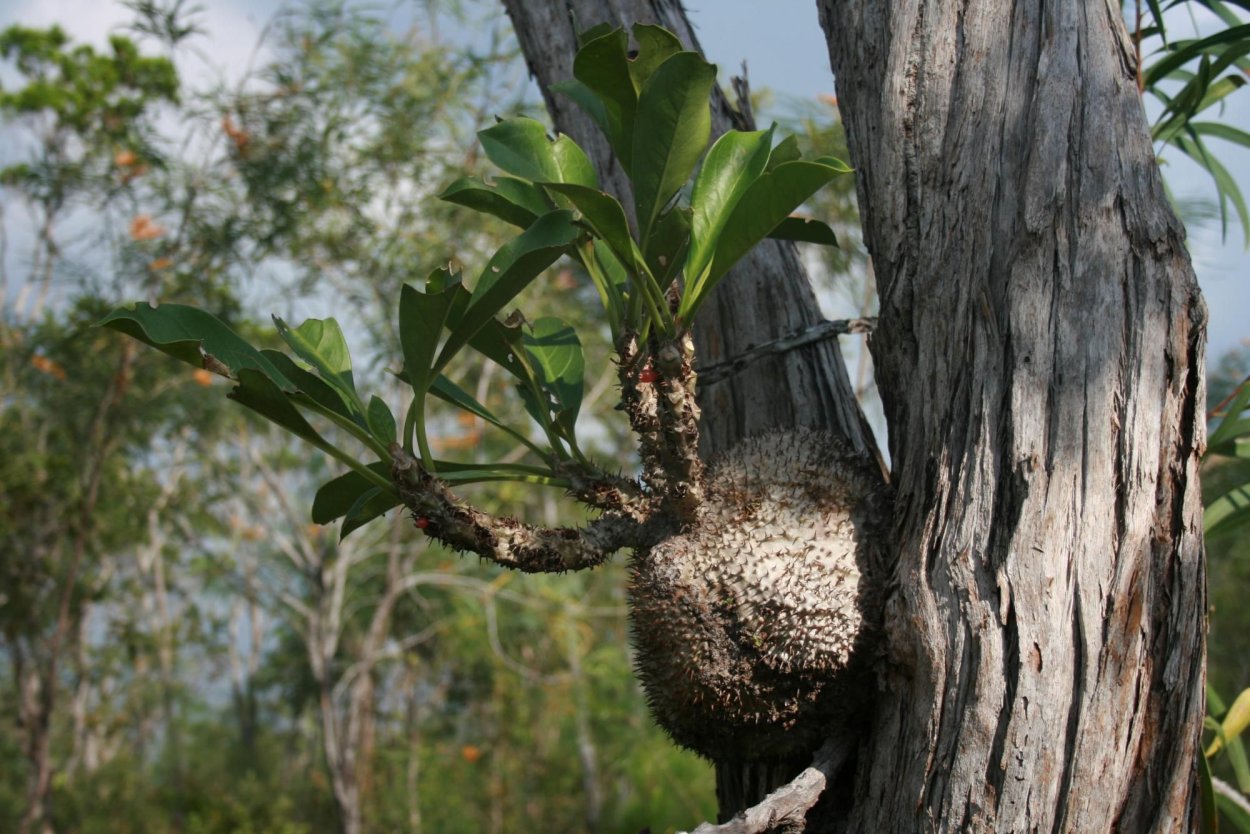 Лавровишня Кавказская