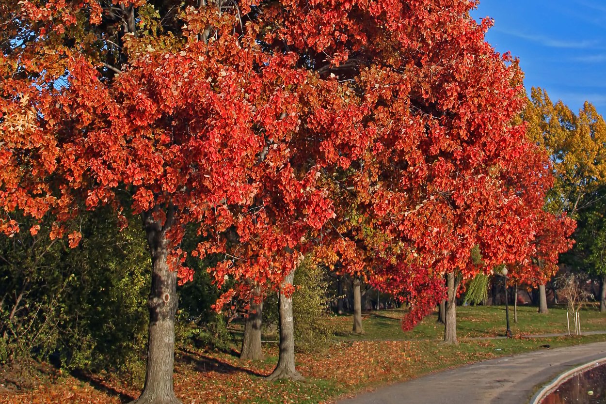 Acer rubrum (клен красный) 'Red Sunset'