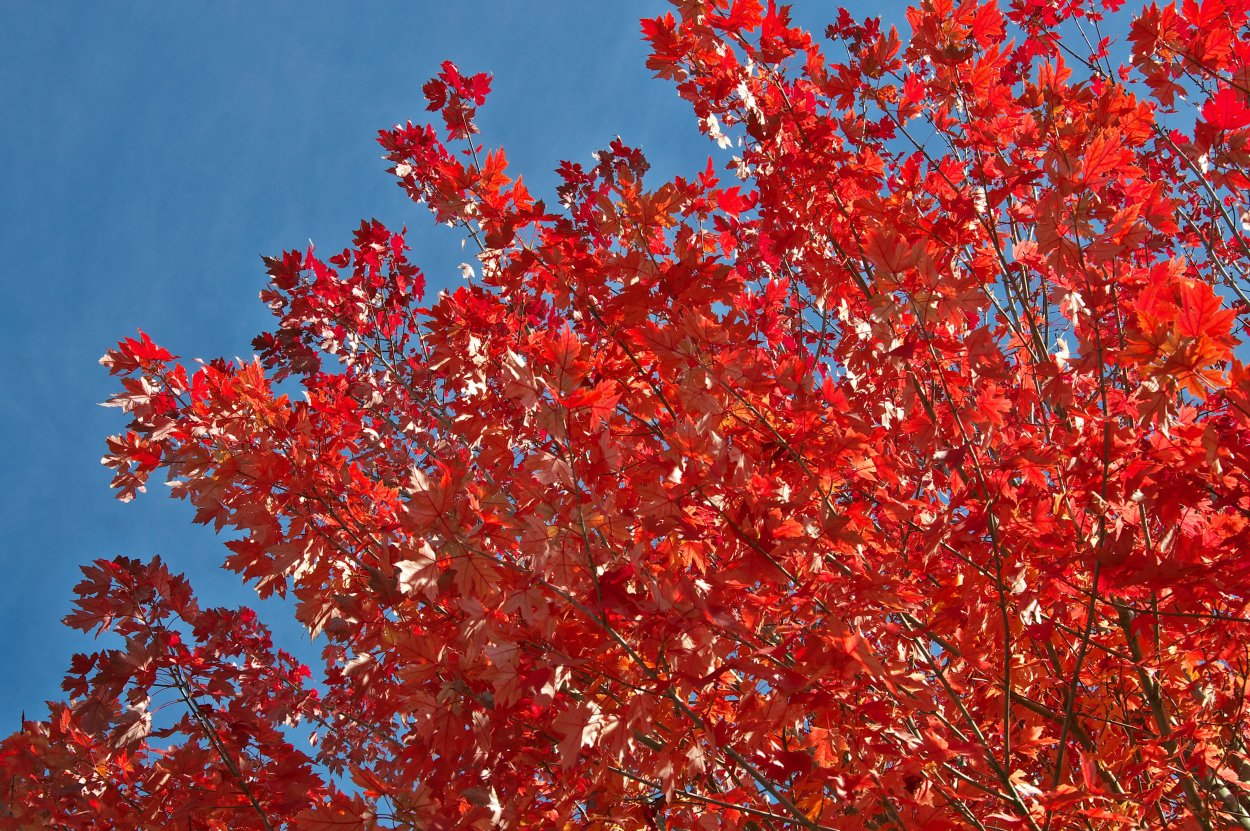 Клен красный Acer rubrum