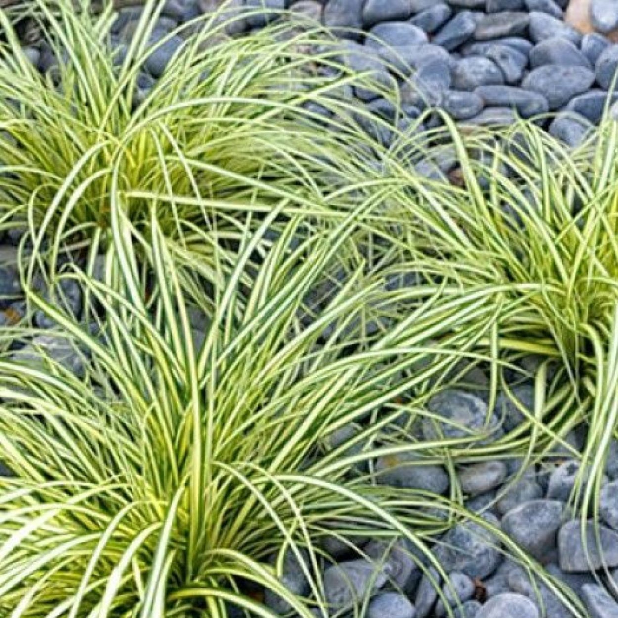 Осока Carex Evergold