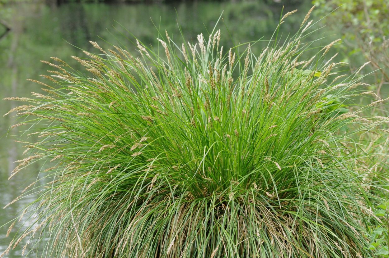 Осока метельчатая Carex paniculata