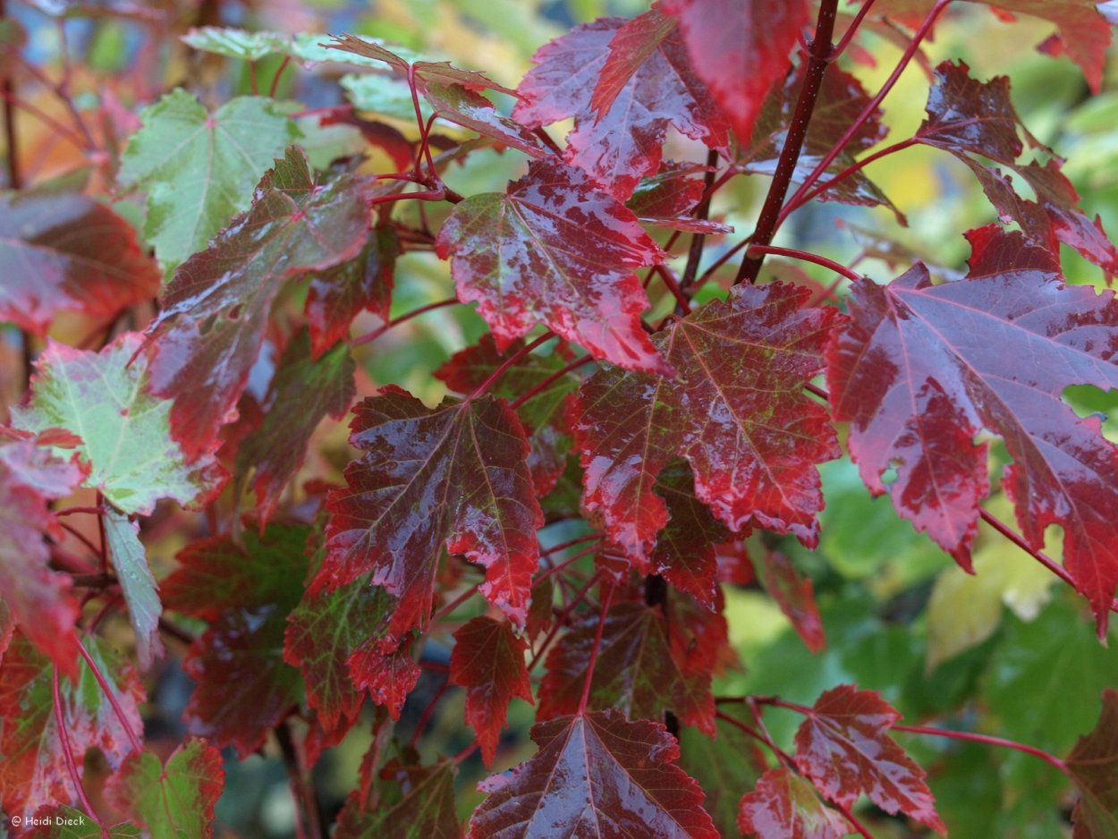 Клен красный (Acer rubrum) October Glory