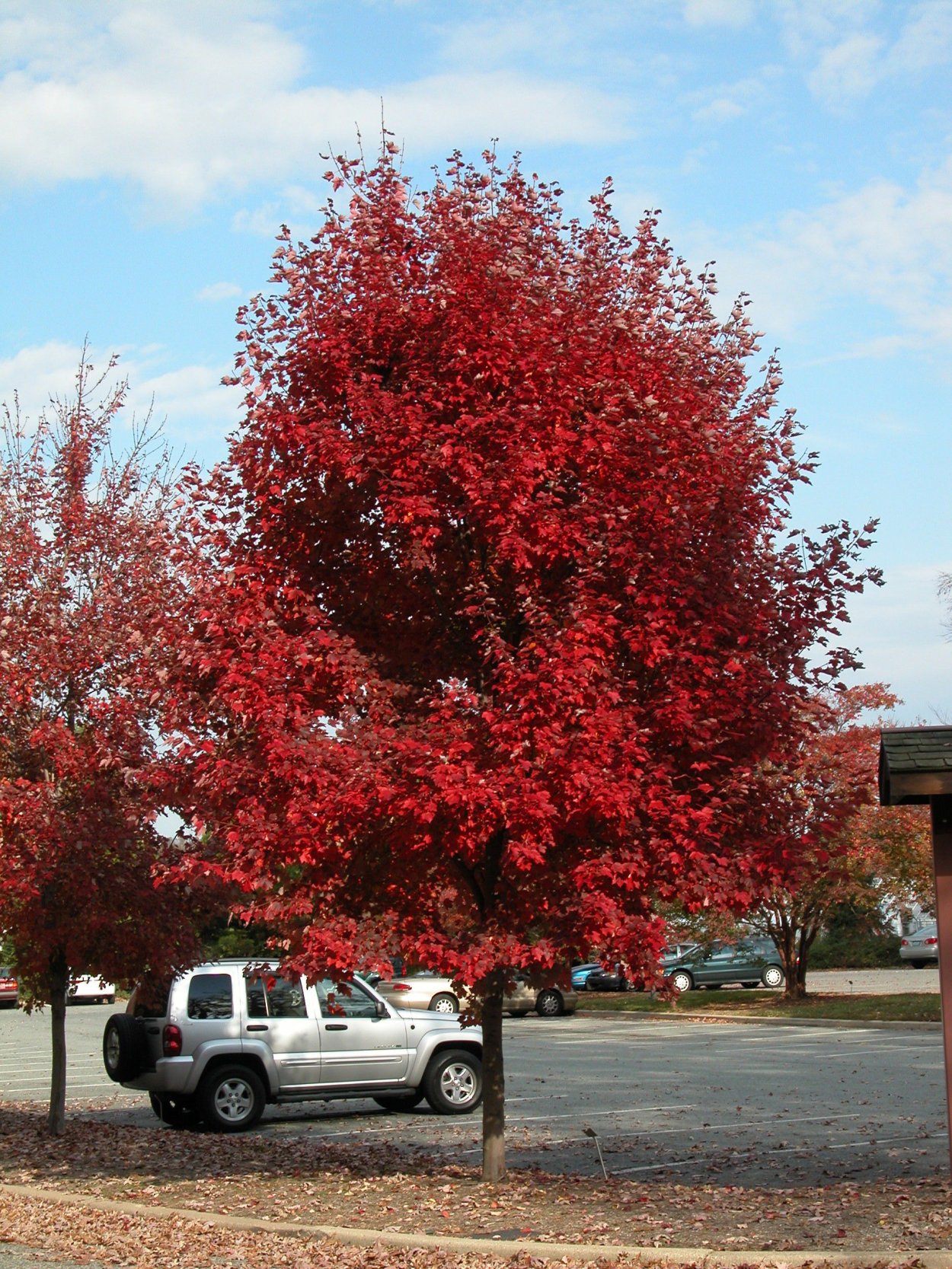 Клен красный Брендивайн Brandywine