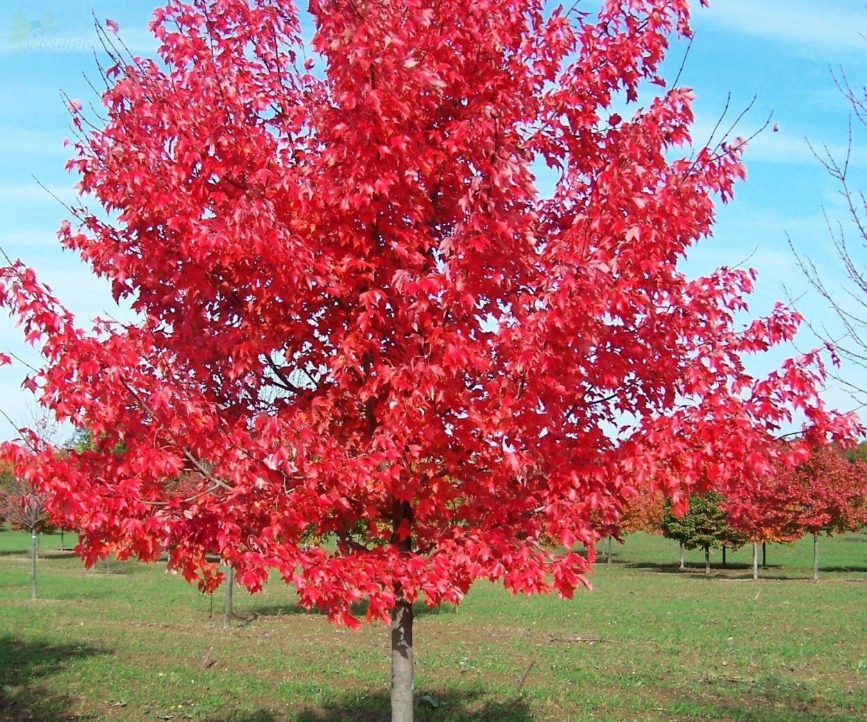 Acer rubrum (клен красный) 'Red Sunset'