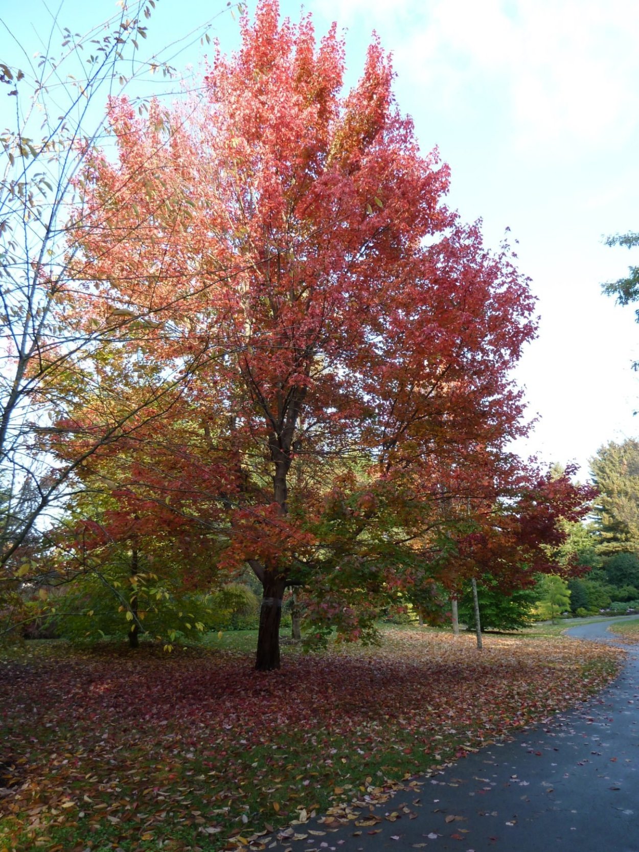 Клен красный Acer rubrum