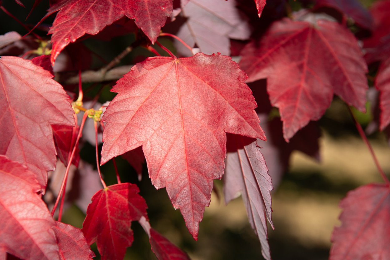 Acer rubrum (клён красный) 'Scanlon'