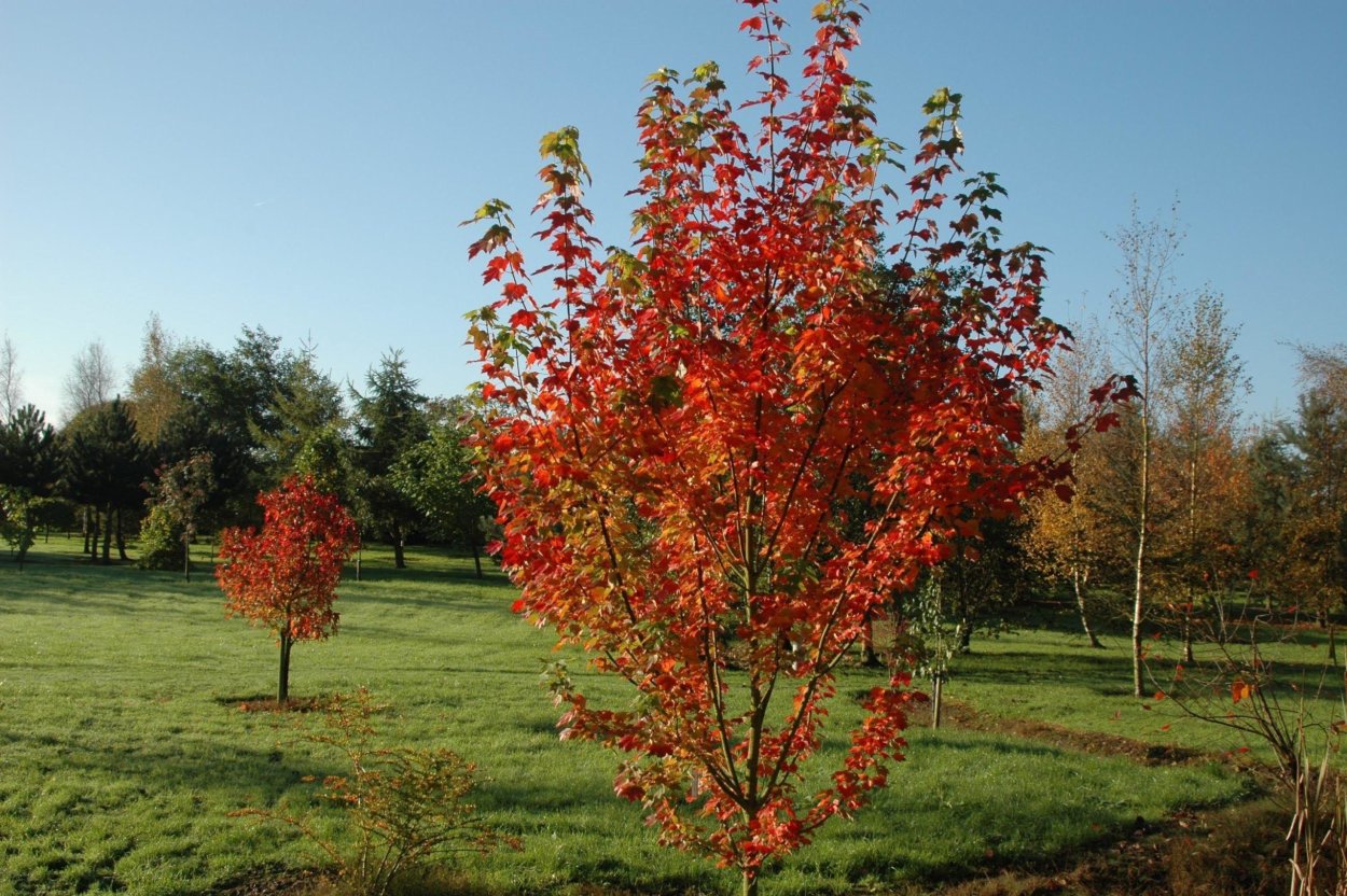 Клен красный Acer rubrum