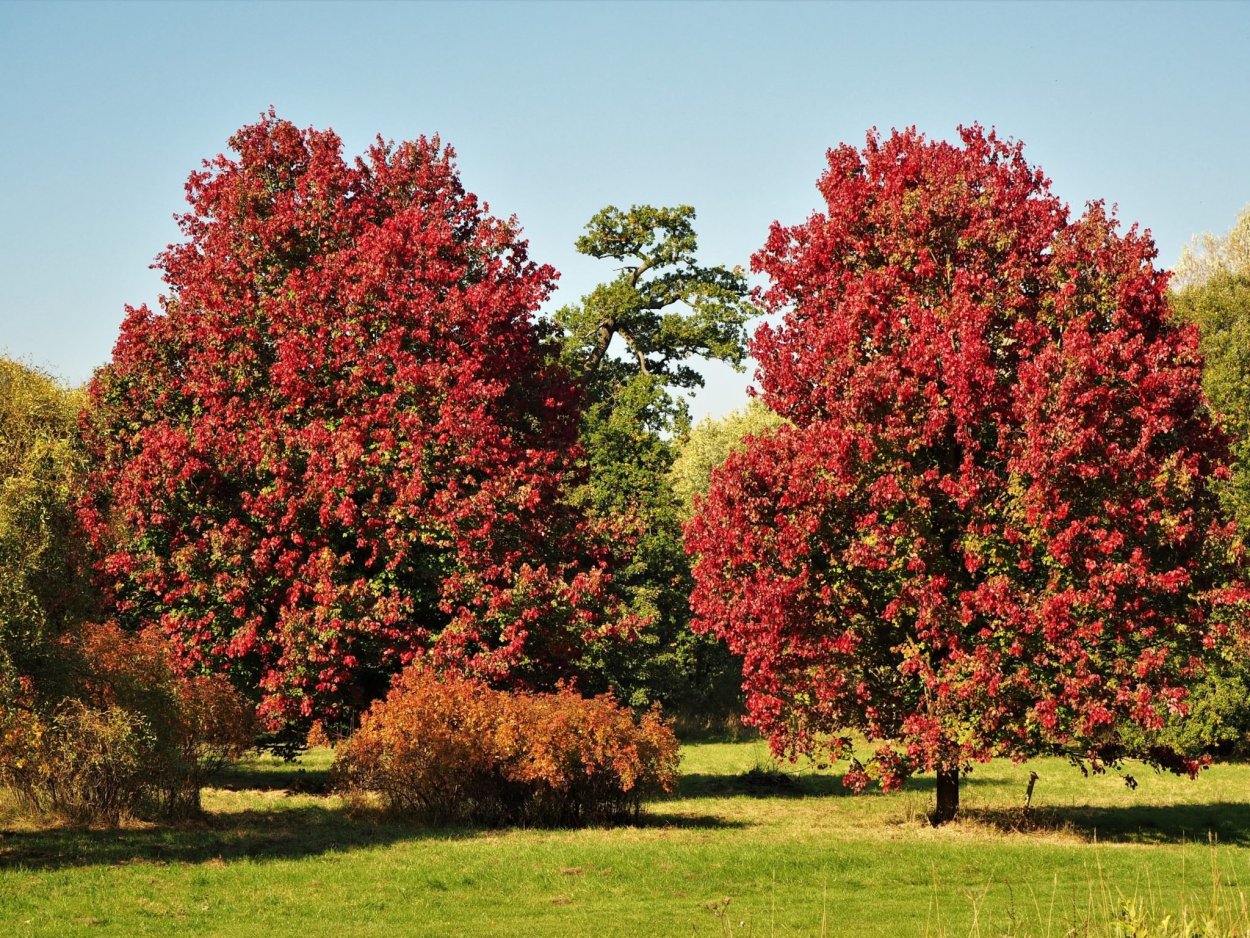Клен красный (Acer rubrum) October Glory
