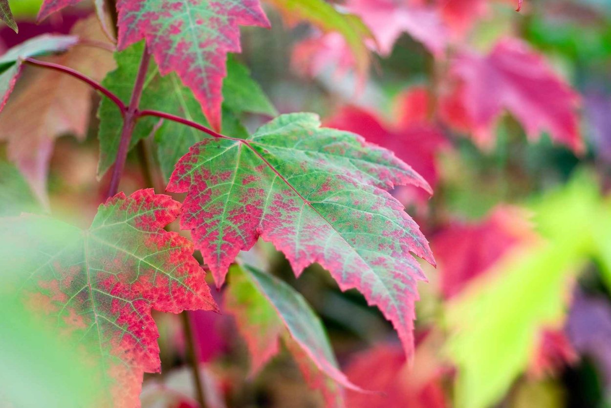 Acer RUB. Northwood