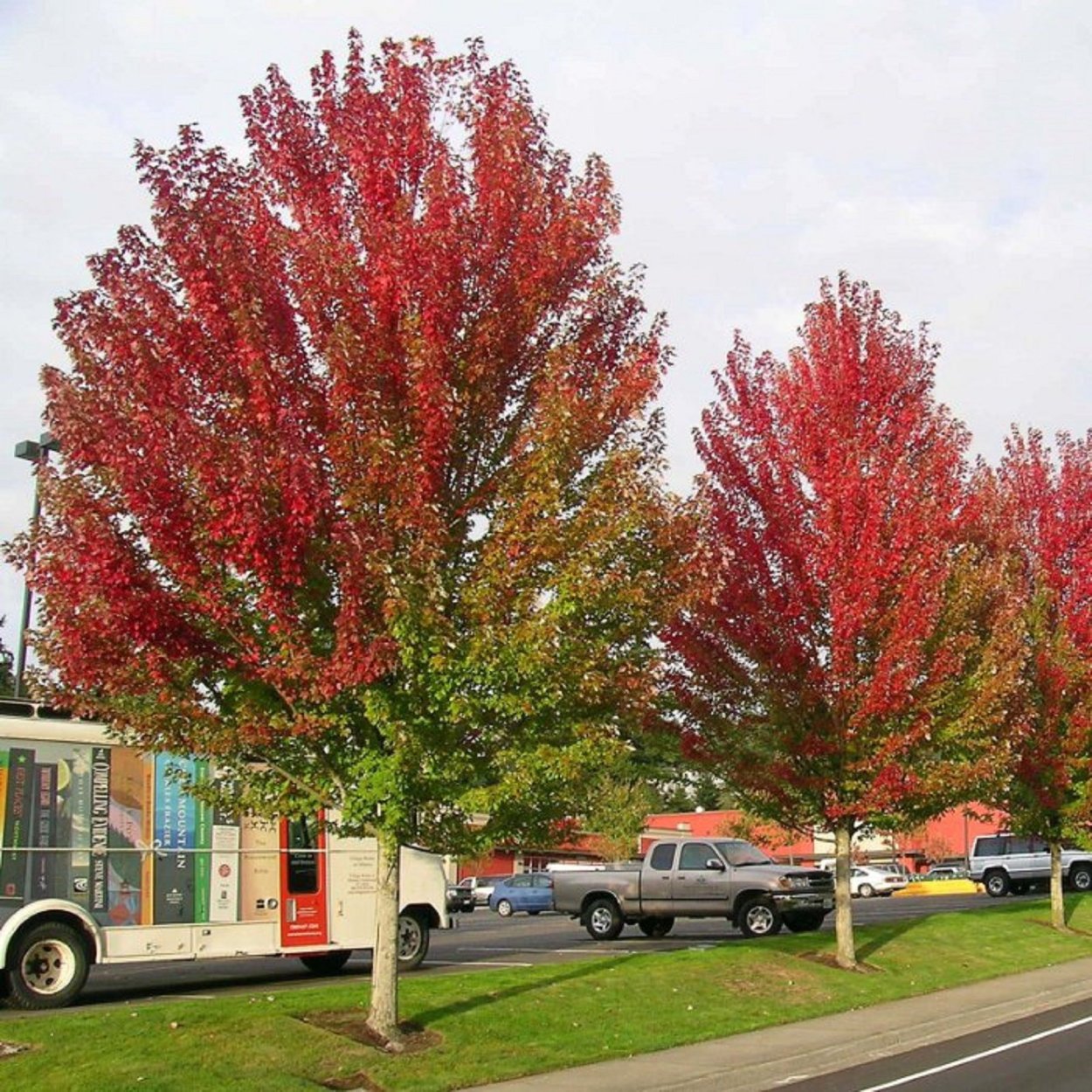 Клен красный Acer rubrum, саженцы