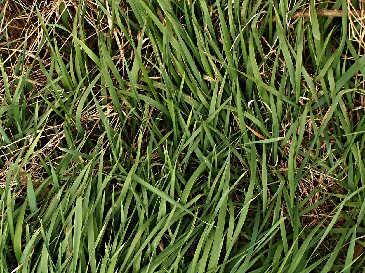Carex riparia