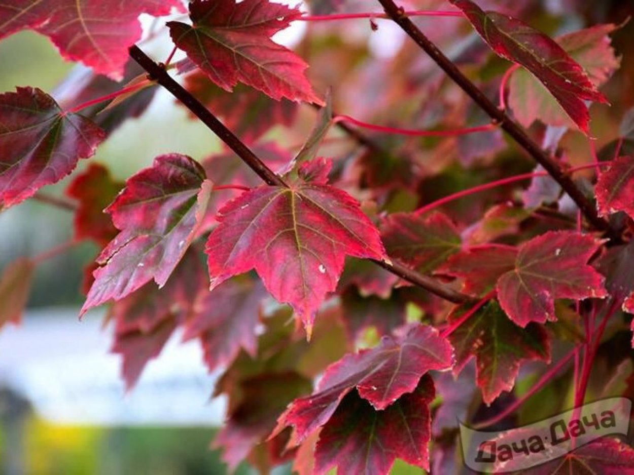 Клен красный Acer rubrum