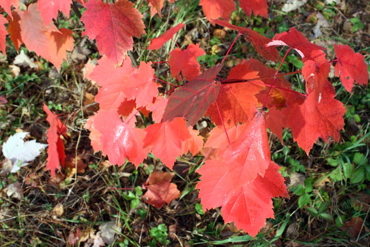 Клен autumn Radiance