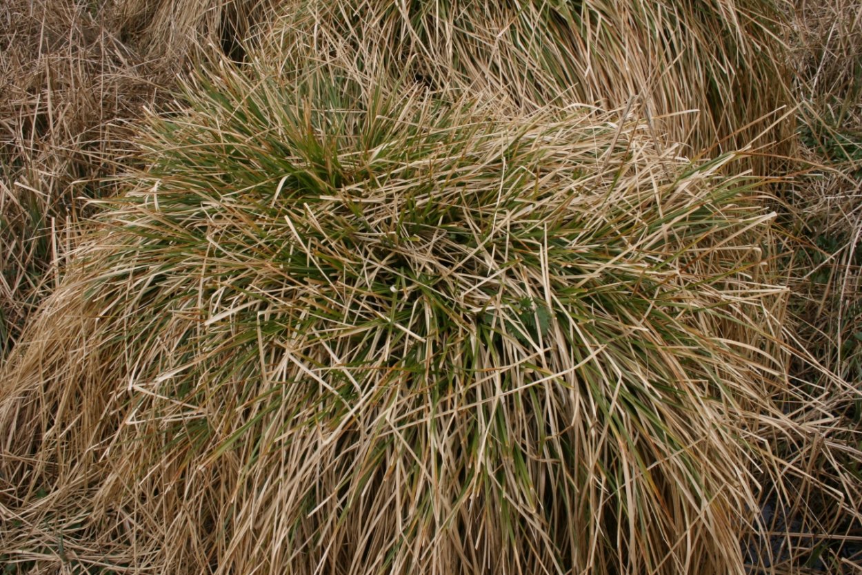 Осока обильнолистная Irish Green