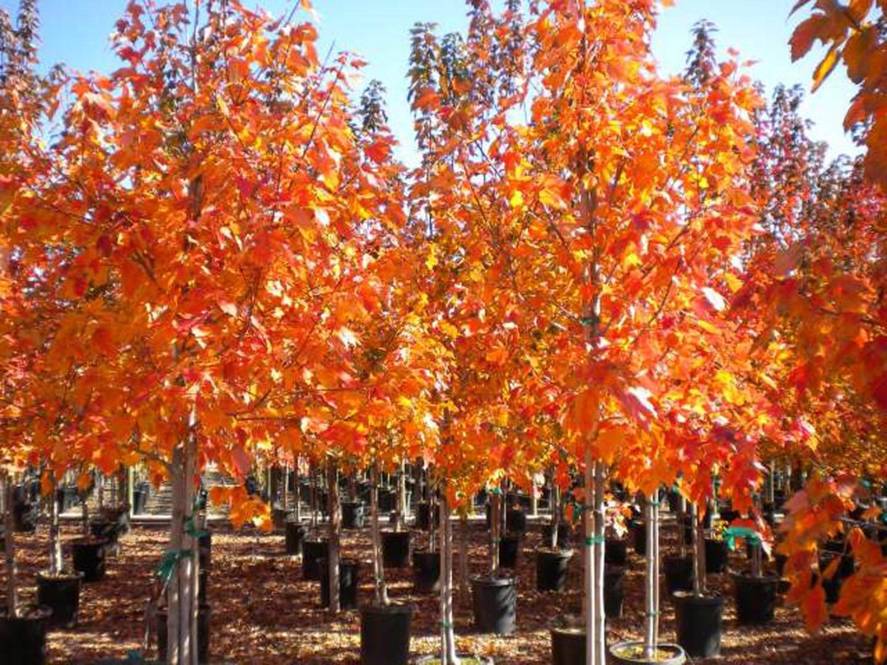 Клен красный (Acer rubrum) October Glory