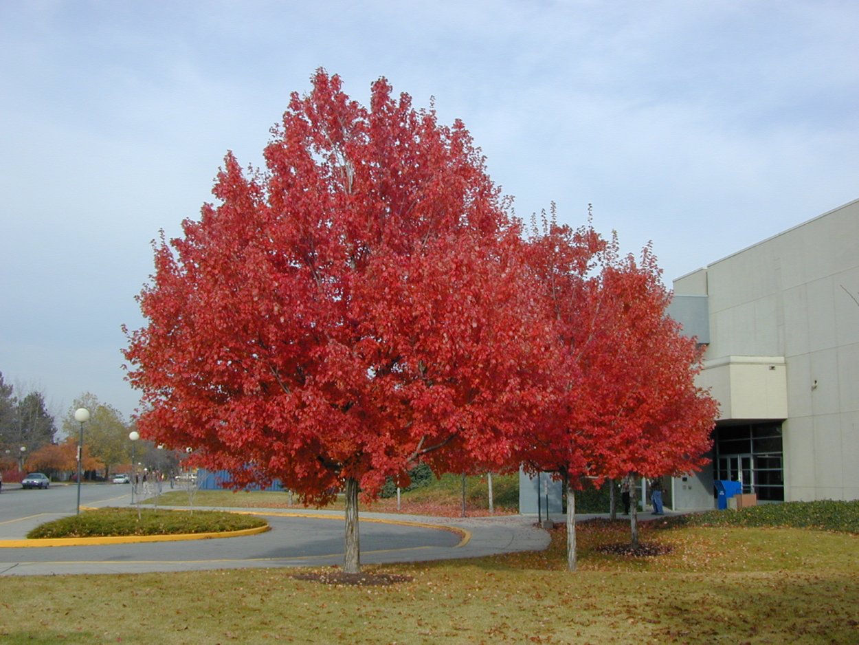 Клен красный rubrum
