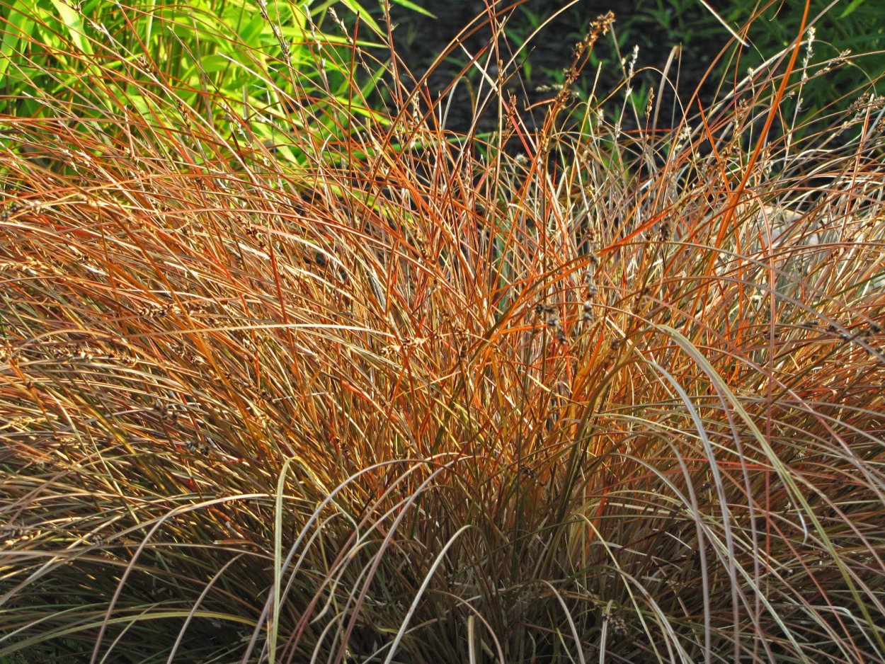 Саrех morrowii 'variegata'