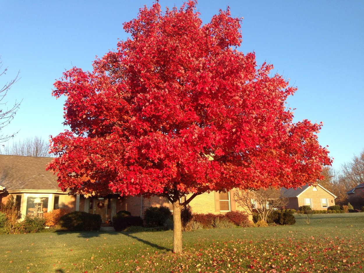 Acer rubrum (клен красный) 'Red Sunset'