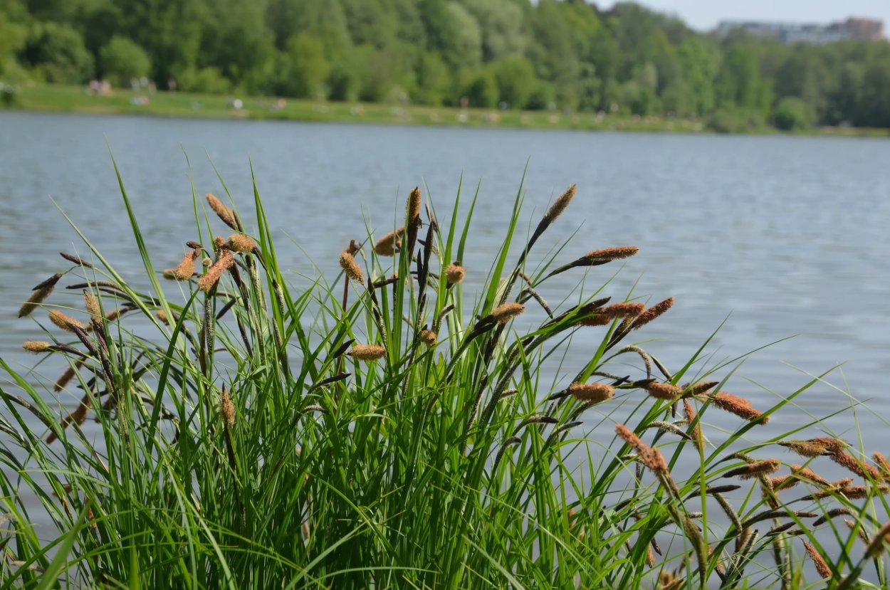 Осока Морроу (Carex morrowii `variegata`)