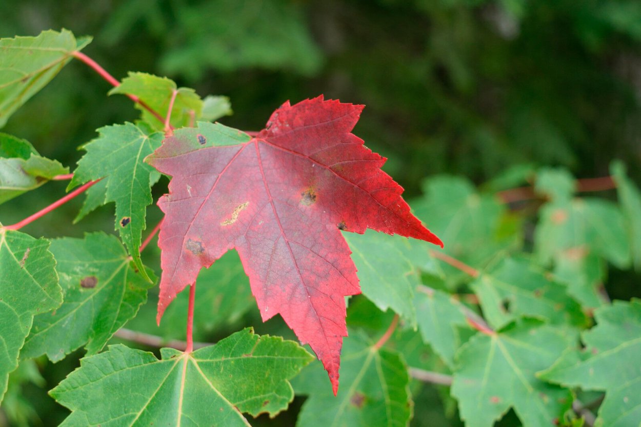 Клен Acer rubrum