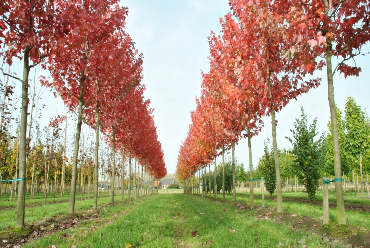 Acer rubrum (клен красный) 'Red Sunset'