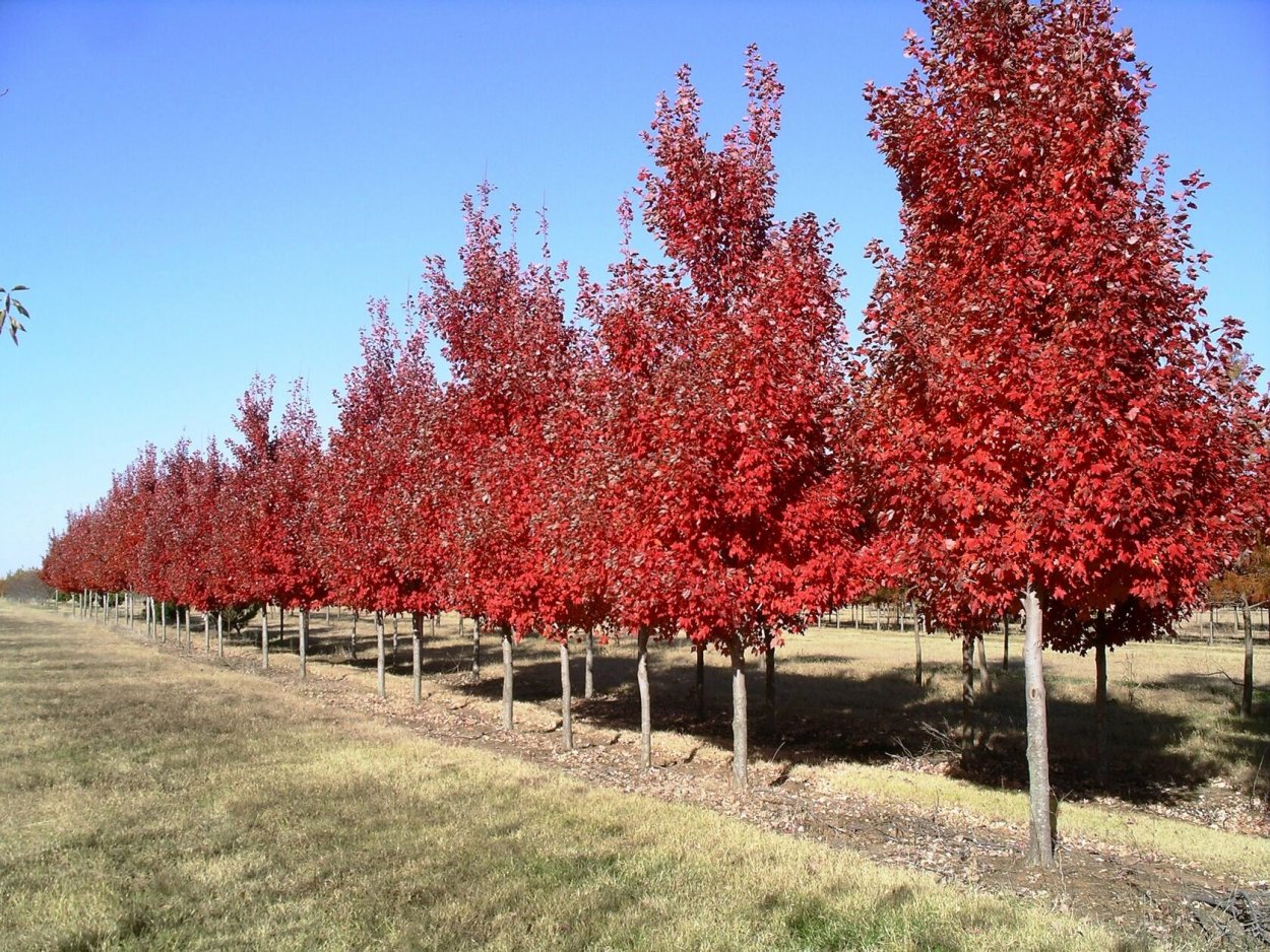 Клен красный Acer rubrum