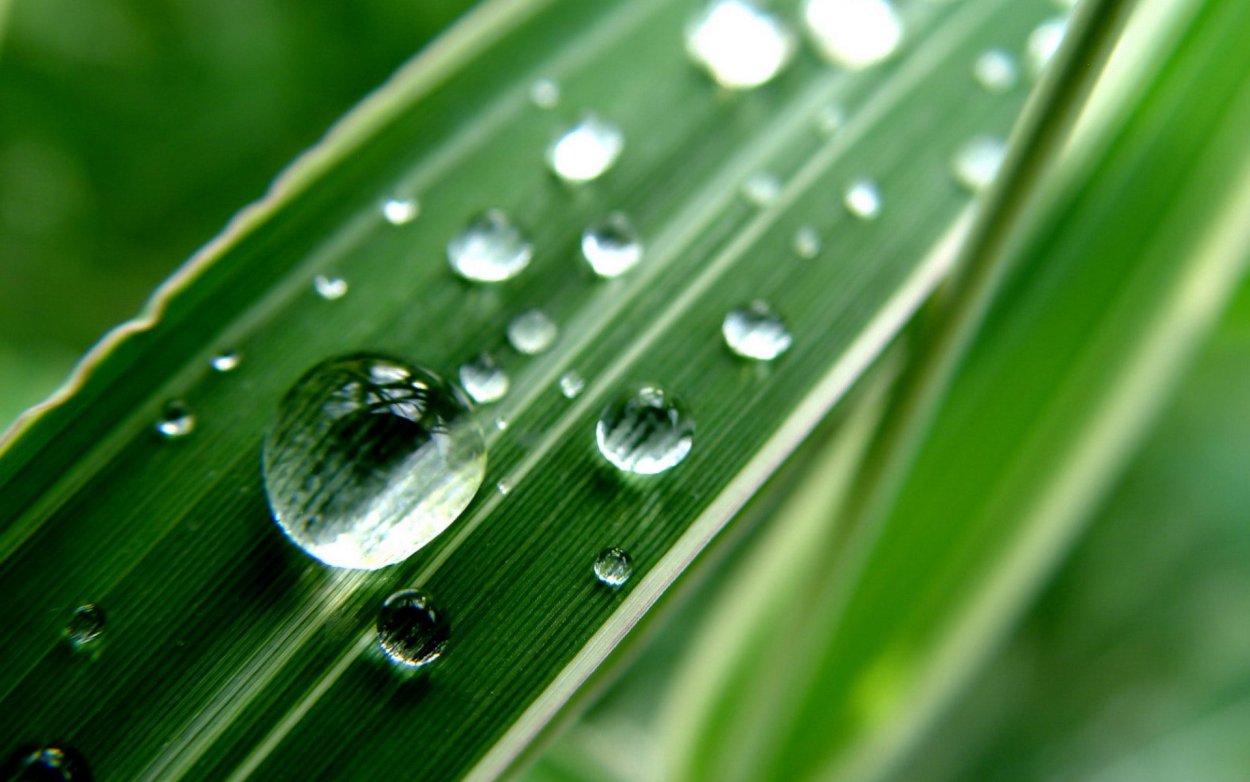 Капли воды на листьях