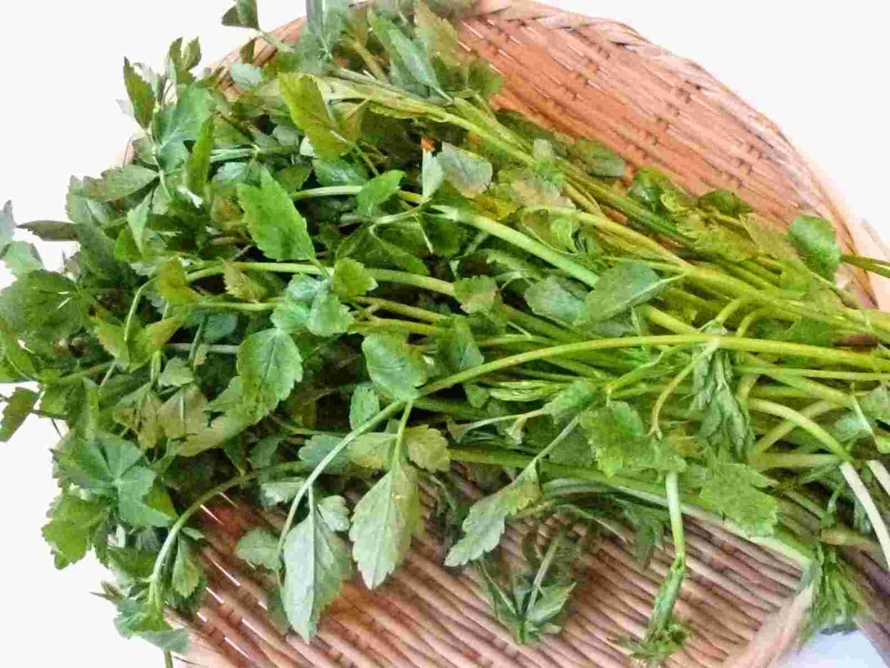Минари растение Корея