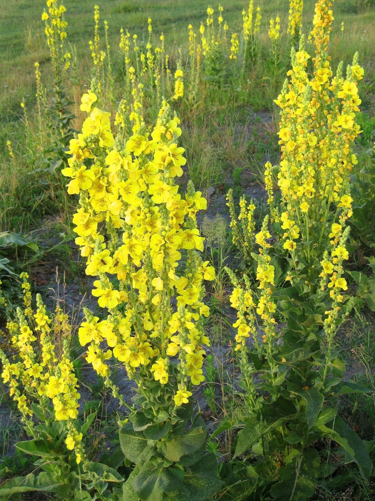 Коровяк (Вербаскум) Царский скипетр