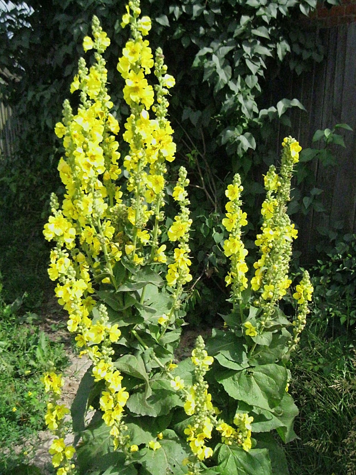 Коровяк черный (Verbascum nigrum)