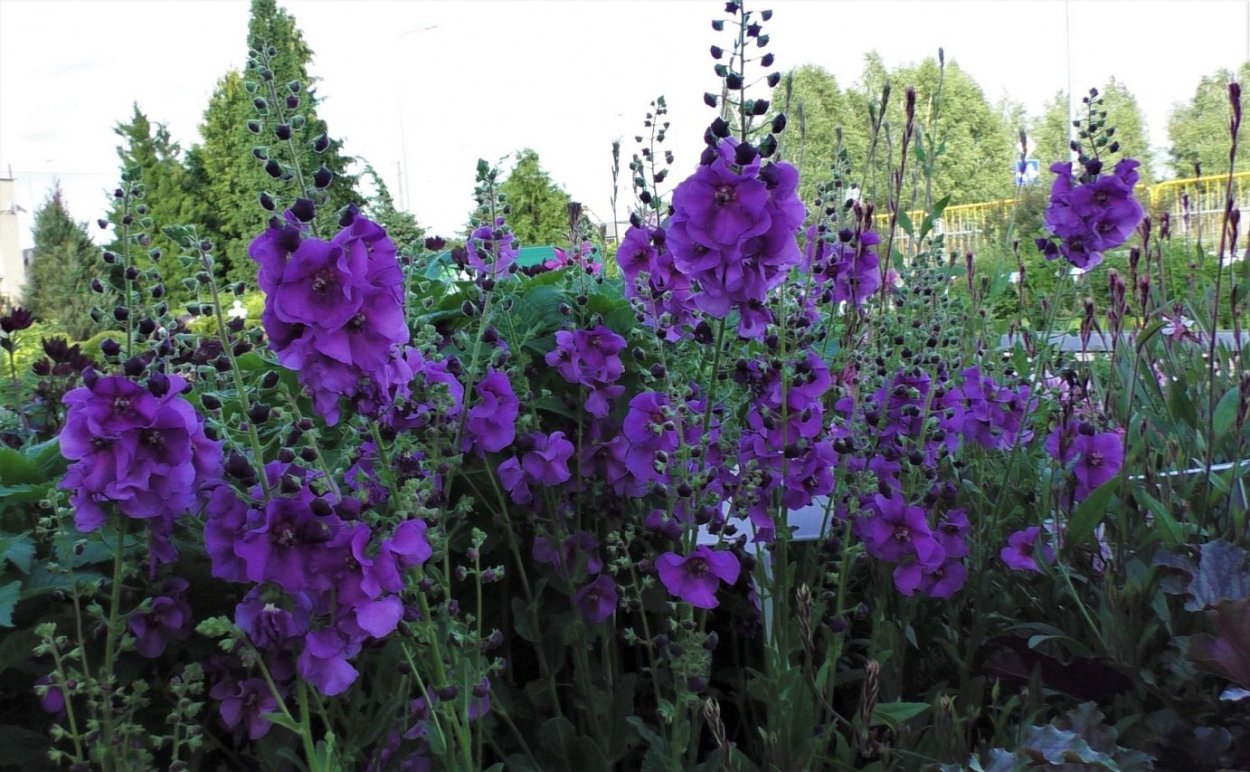 Коровяк (Verbascum)