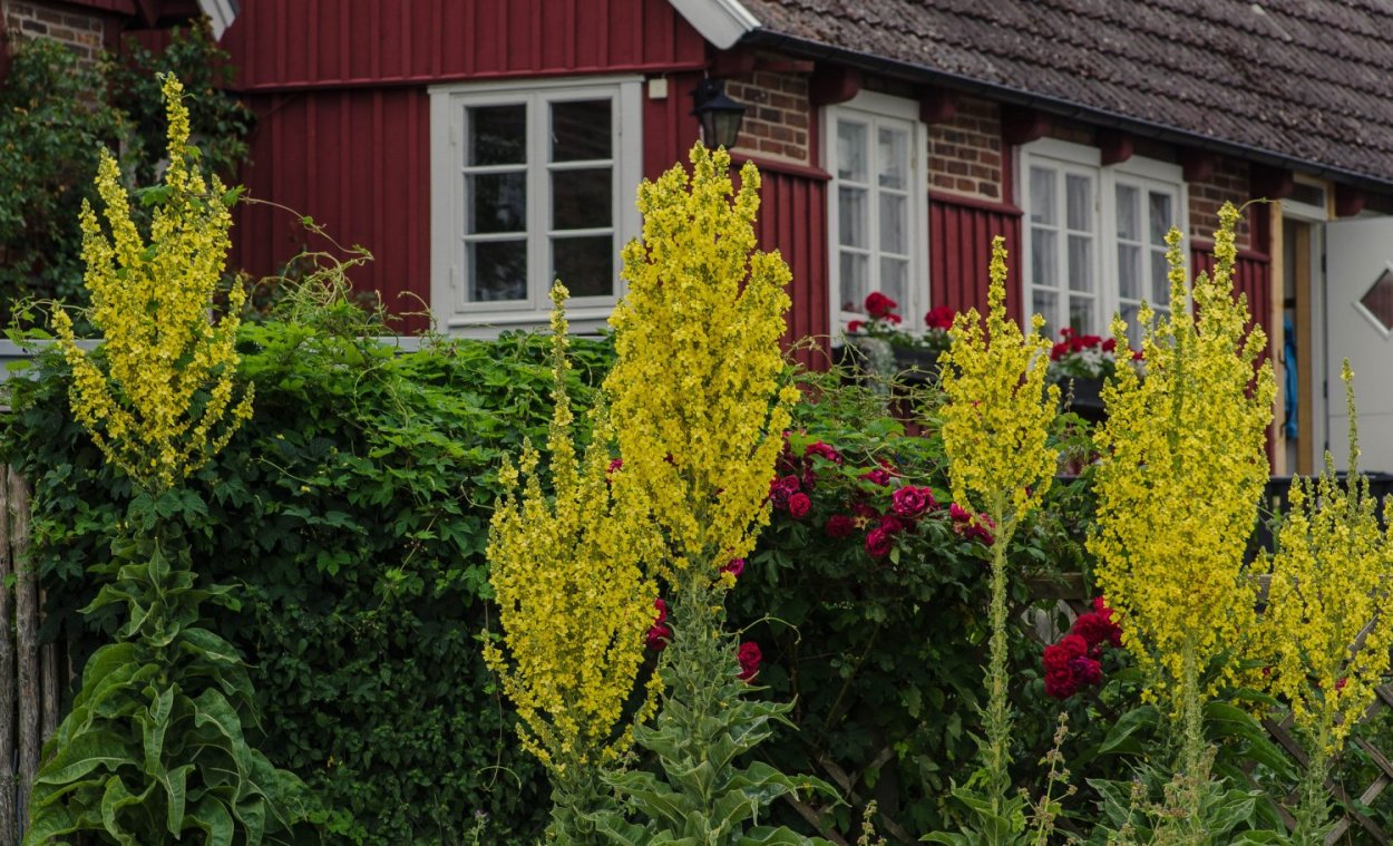 Вербейник точечный (Lysimachia punctata)