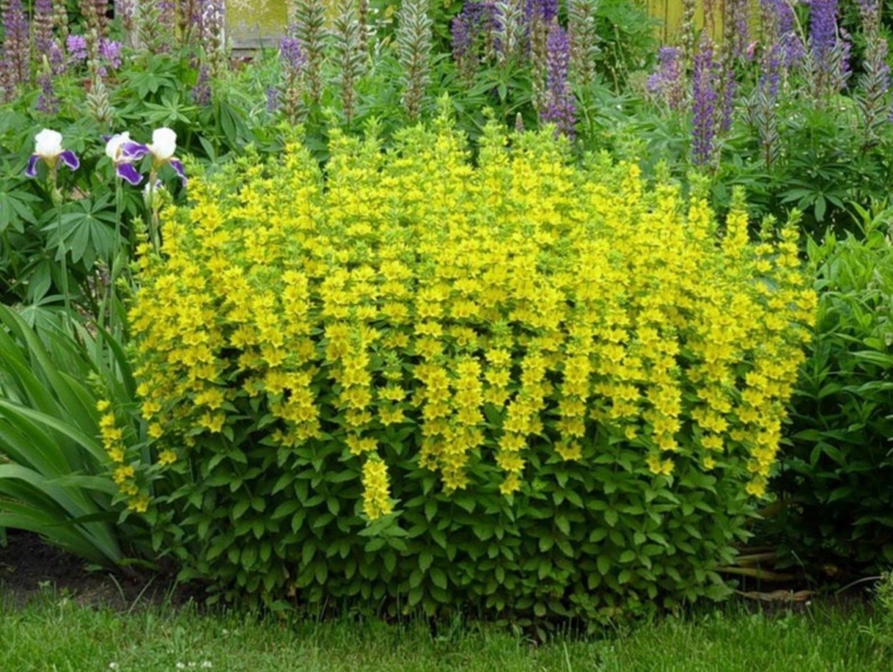 Вербаскум Verbascum "Plum smokey"