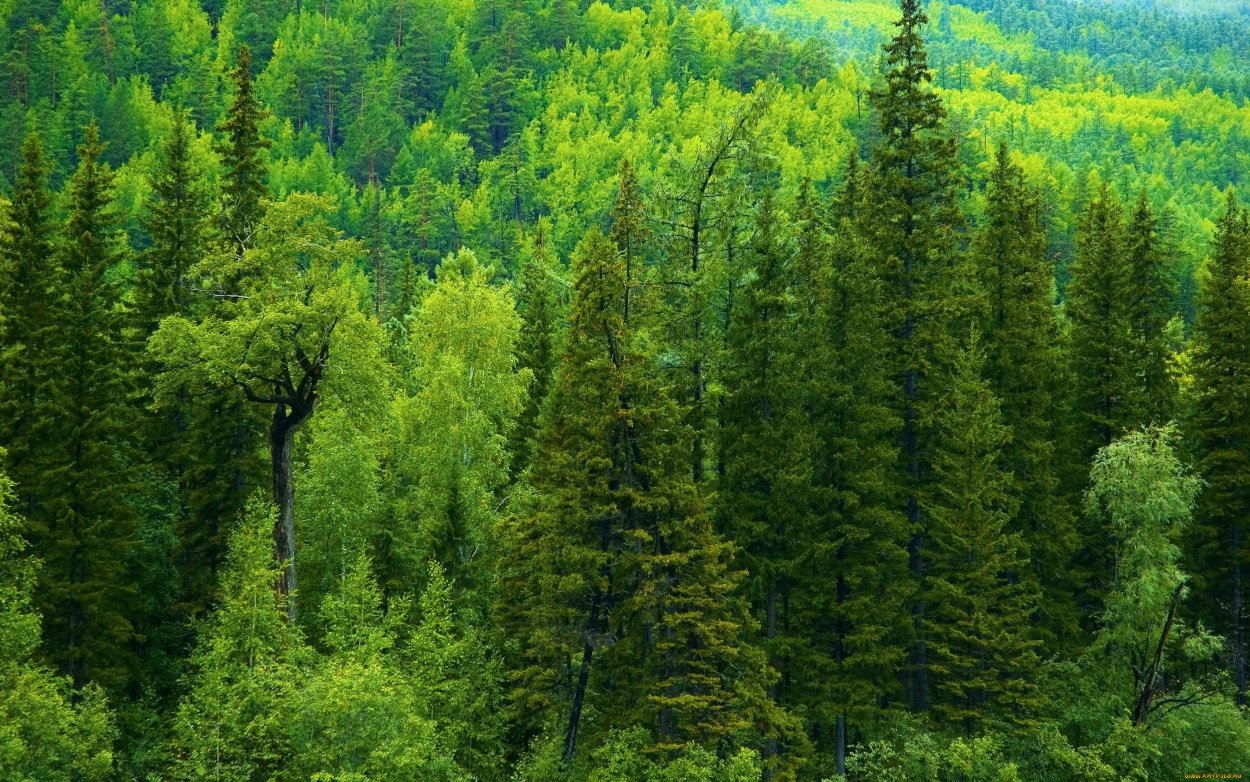 Пихтовый лес тайги