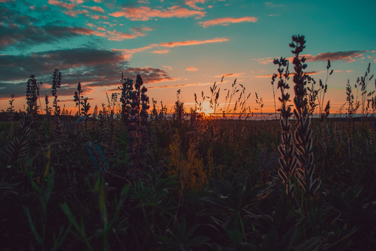 Эстетика природы лето