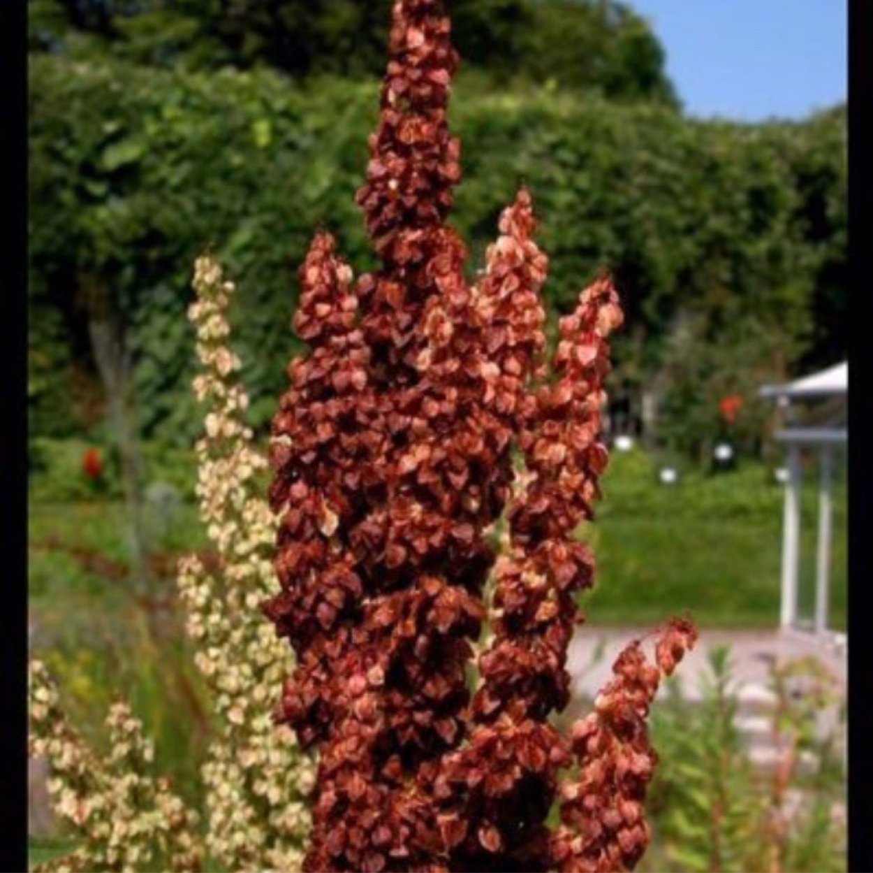 Щавель конский (Rumex confertus)