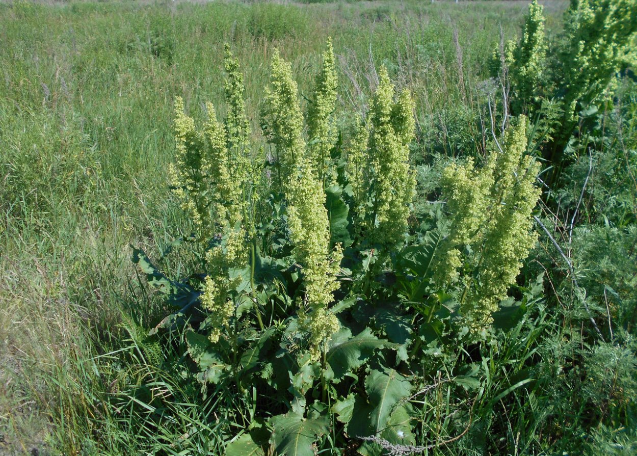 Трава конский щавель