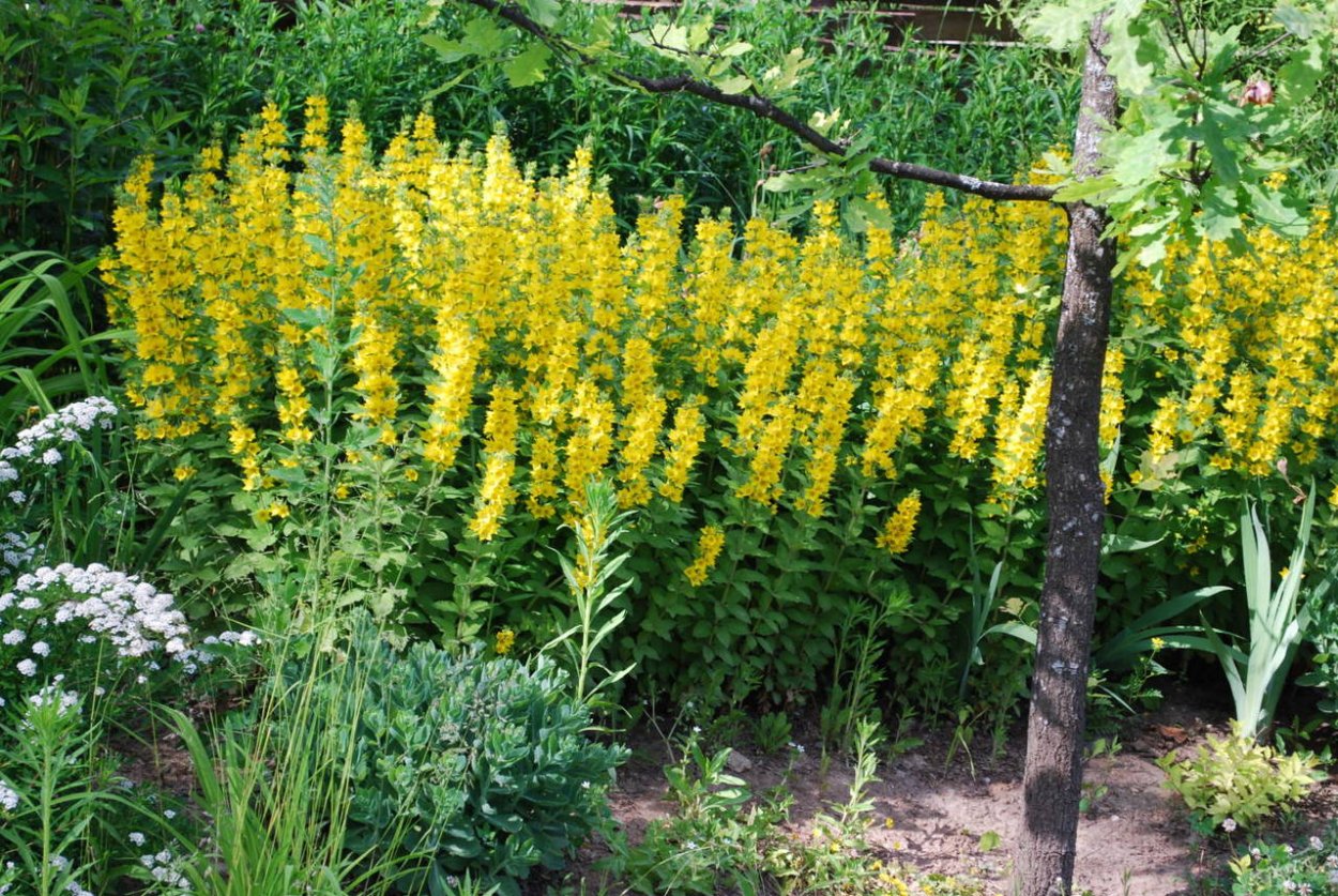 Щавель конский (Rumex confertus)