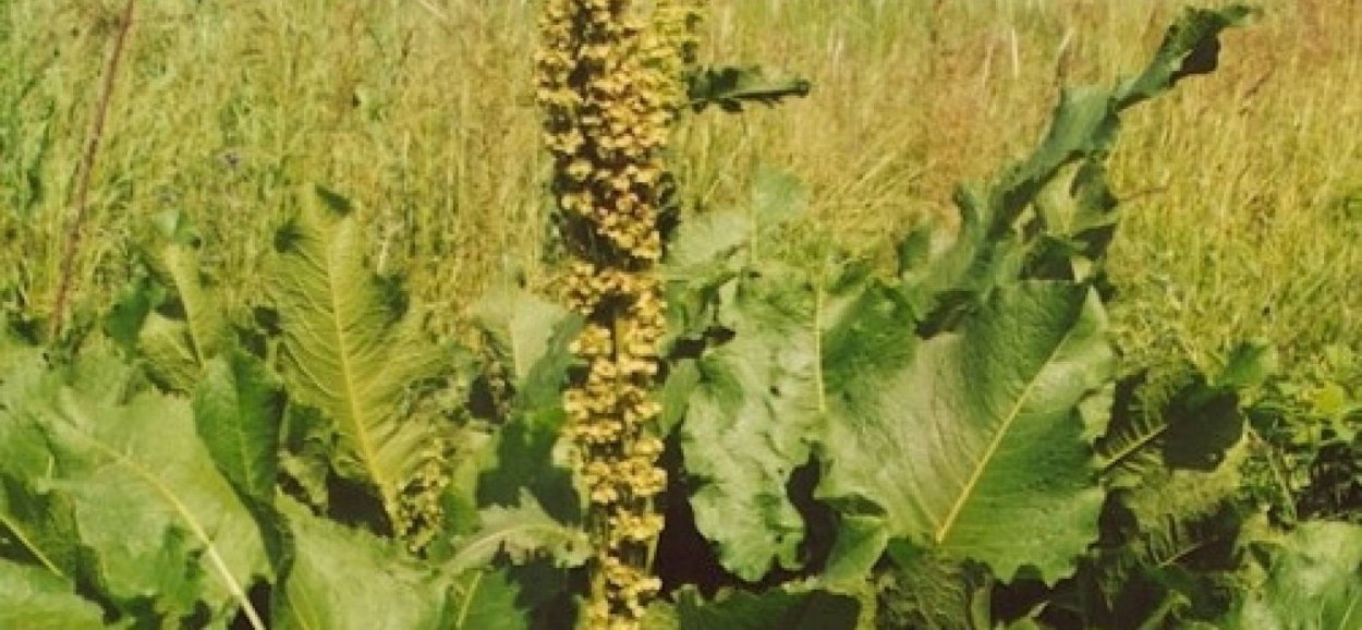 Щавель конский (Rumex confertus)