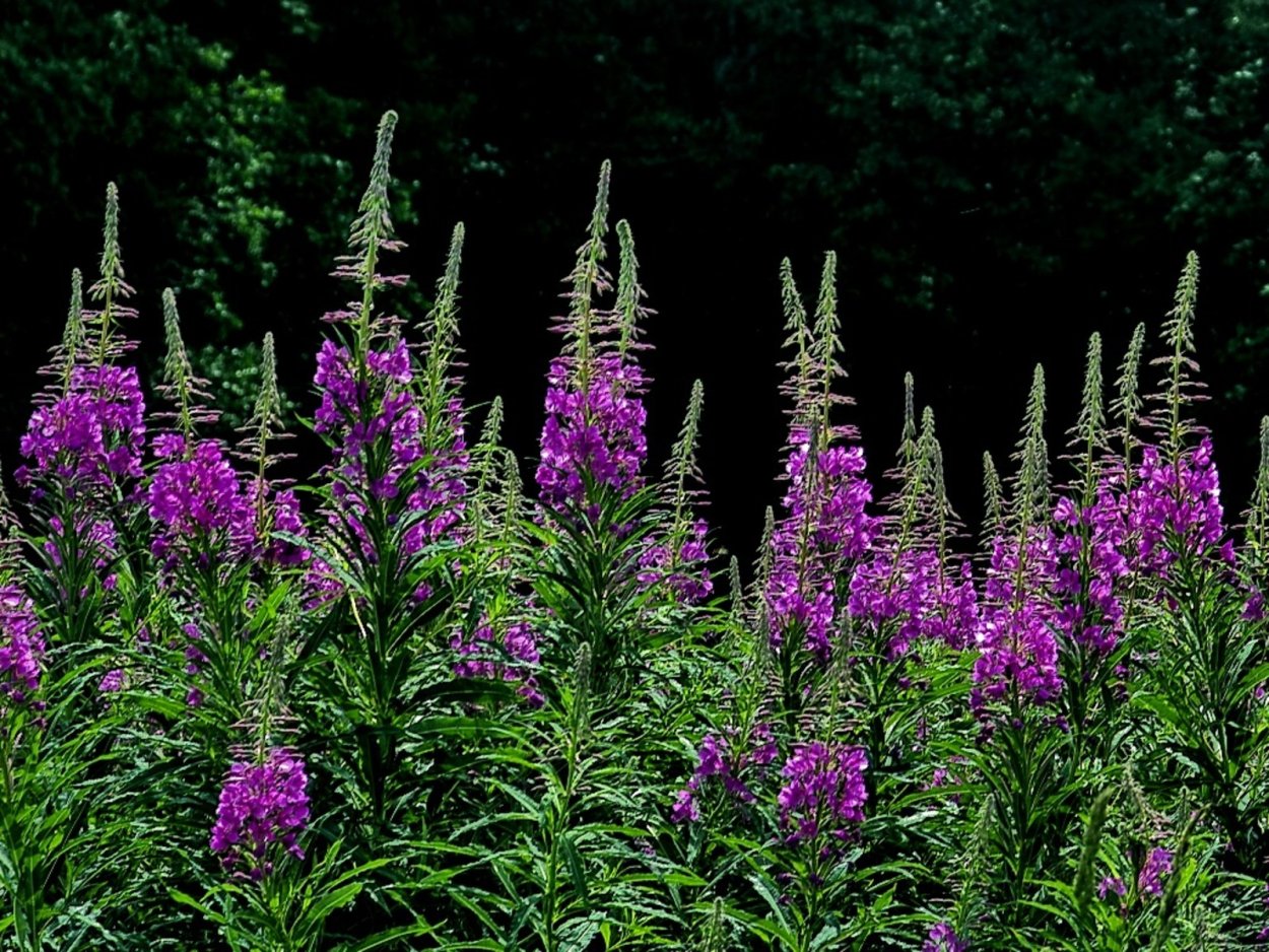Щавель курчавый (Rumex crispus)