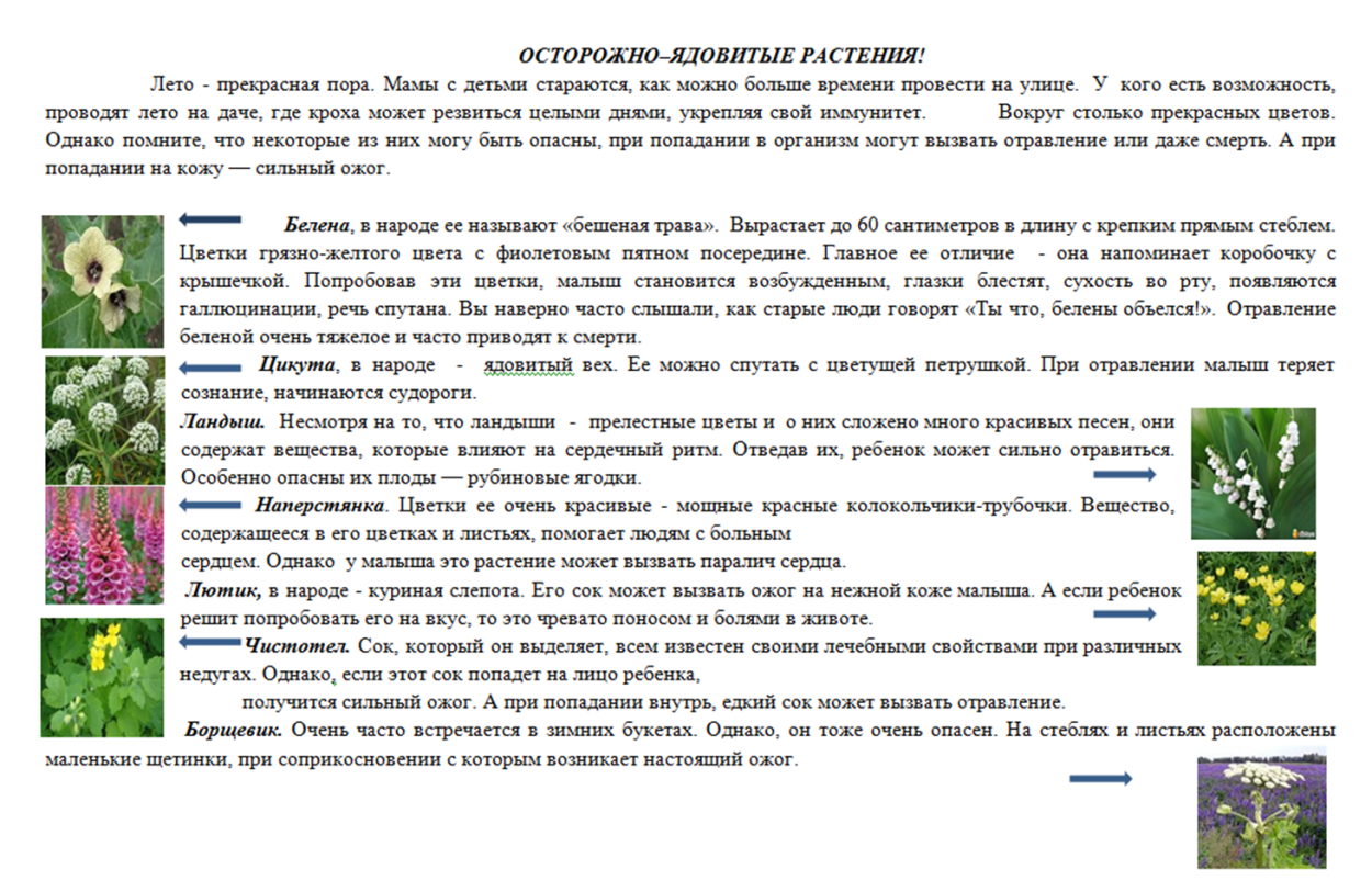 Шалфей Луговой в степи