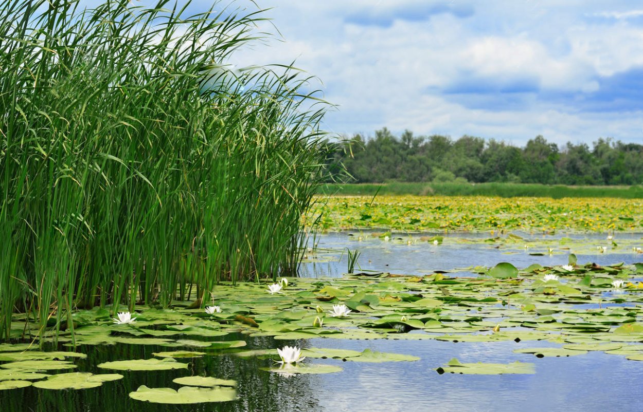 Водно-Болотное растение (Cyperus Papyrus).
