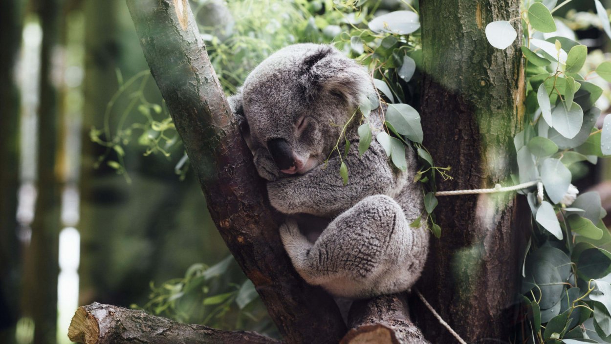 Коала обнимает дерево