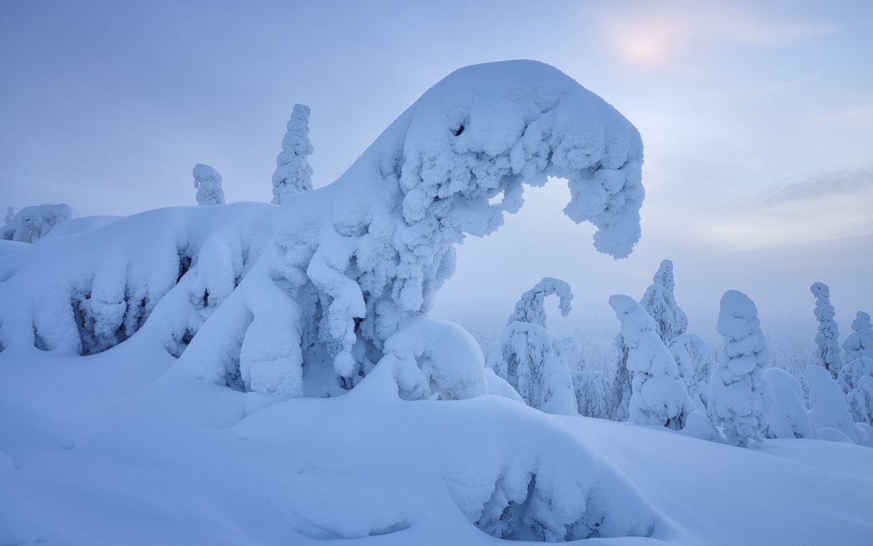 Лес засыпанный снегом