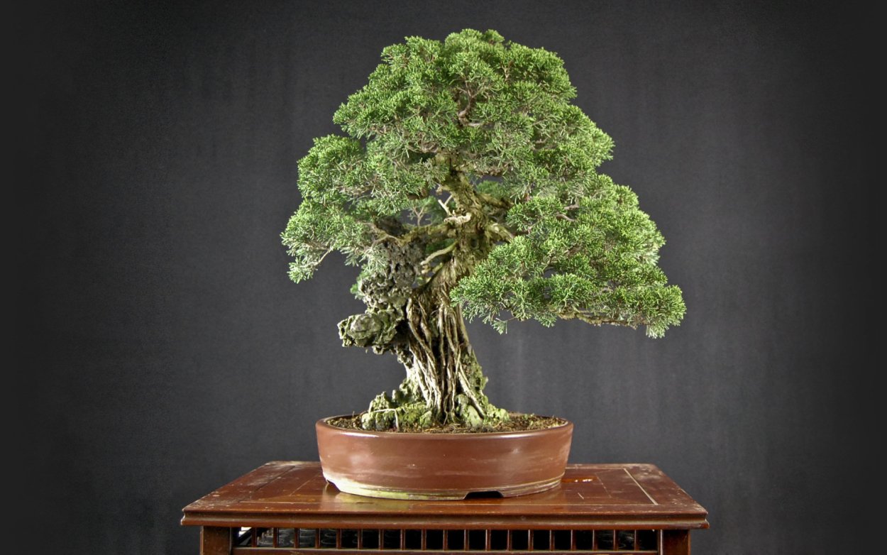 Bonsai Trees-1.1.4-b170