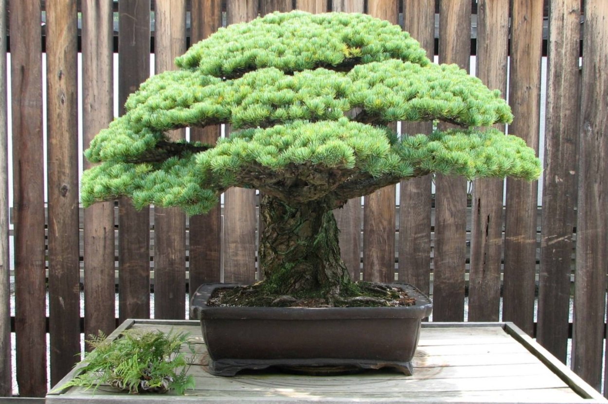 Дерево Pine Bonsai
