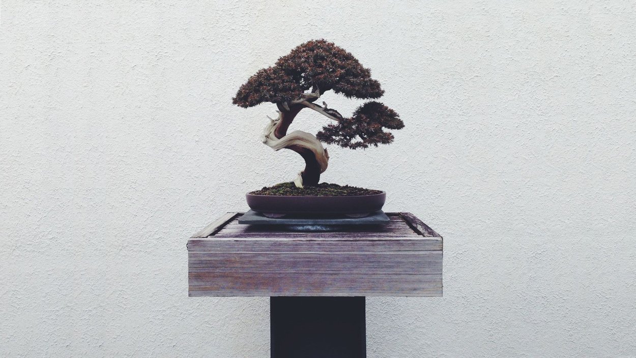 Дерево Bonsai 4k