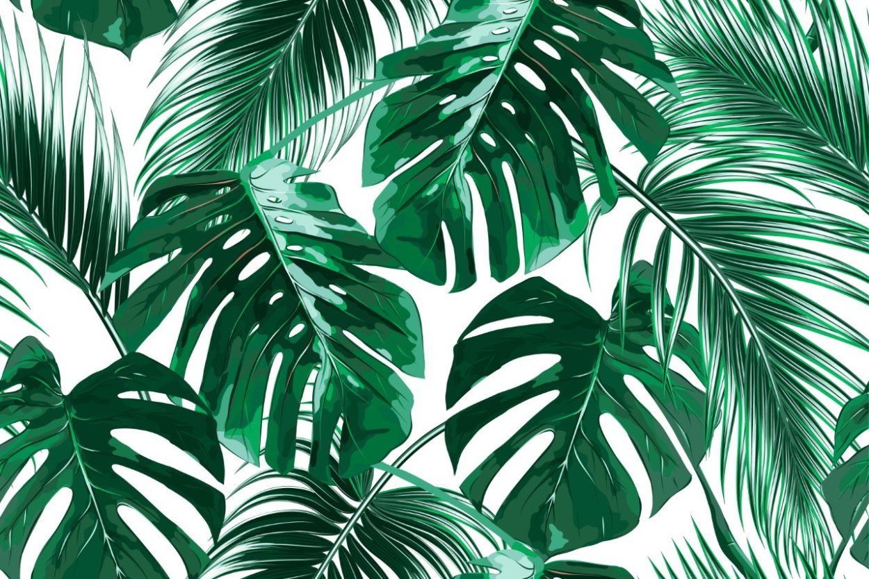 Тропические лист Monstera