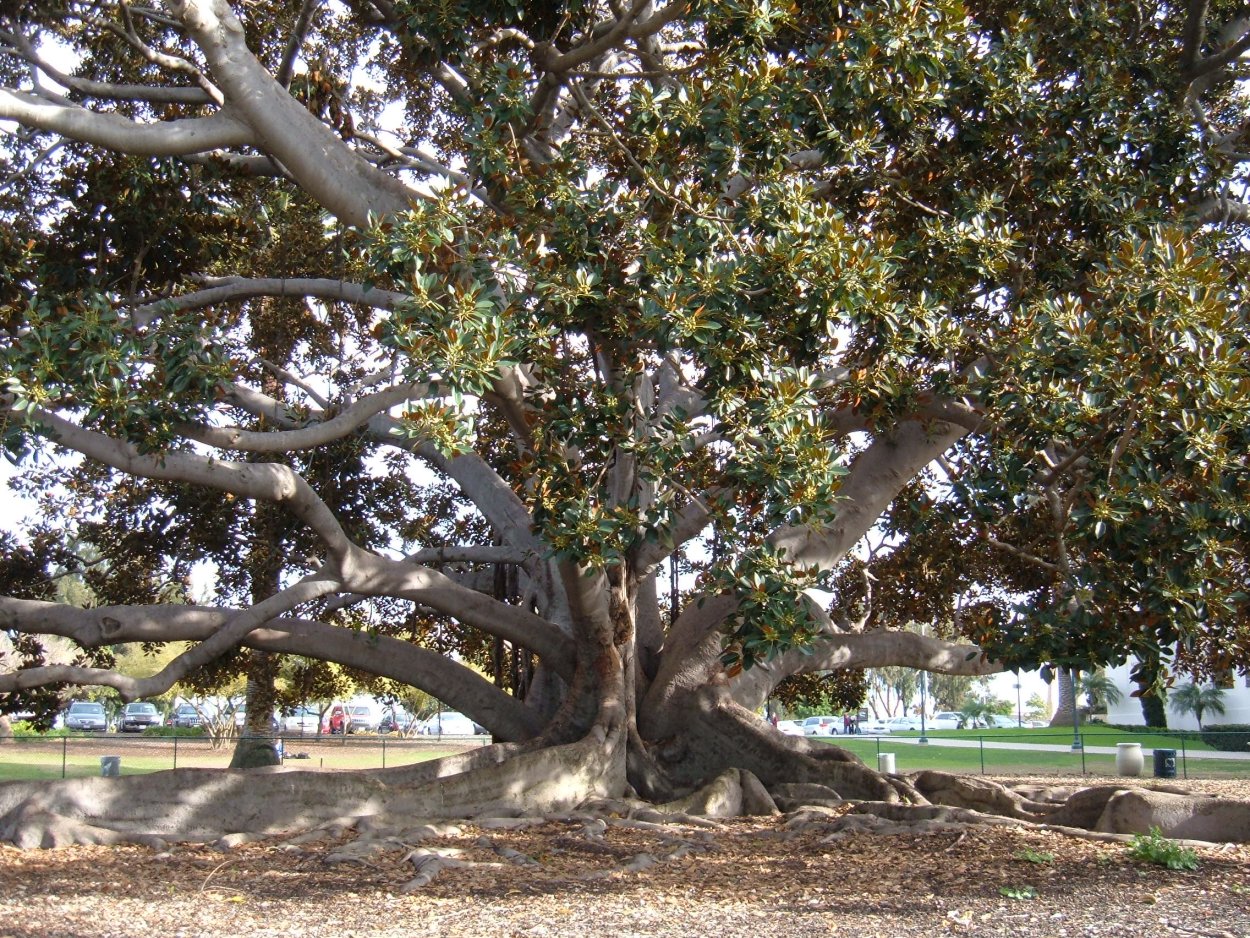 Moreton Bay Fig Tree на острове Кауаи